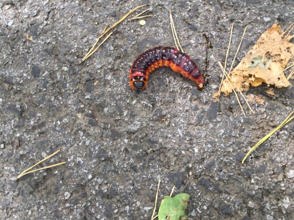 Drevotoč obyčajn&yacute;