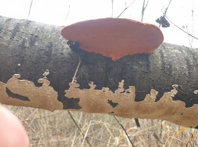 Červenica rumelkov&aacute;