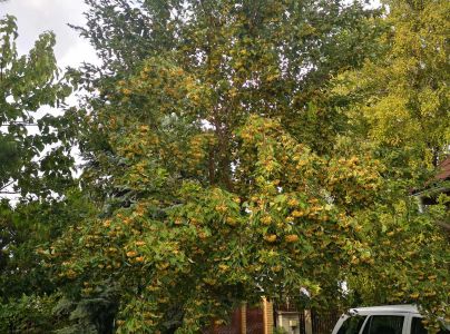 A - nejednoznačne určen&yacute;, nie sme si ist&iacute;