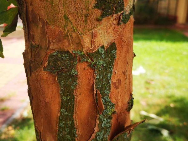 A - nejednoznačne určen&yacute;, nie sme si ist&iacute;