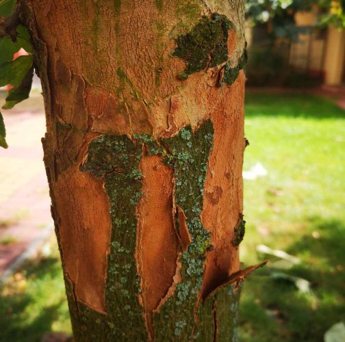 Katarína Pálfyová