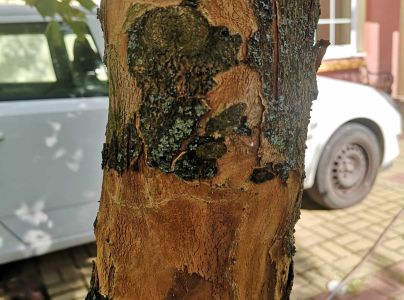 A - nejednoznačne určen&yacute;, nie sme si ist&iacute;