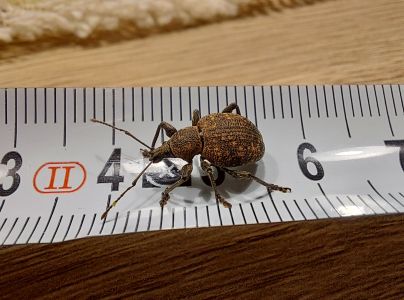 A - nejednoznačne určen&yacute;, nie sme si ist&iacute;