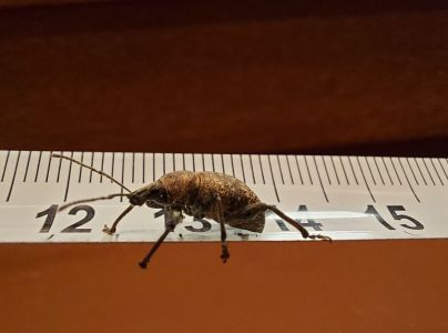 A - nejednoznačne určen&yacute;, nie sme si ist&iacute;