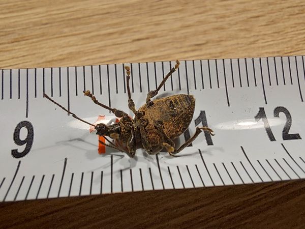 A - nejednoznačne určen&yacute;, nie sme si ist&iacute;