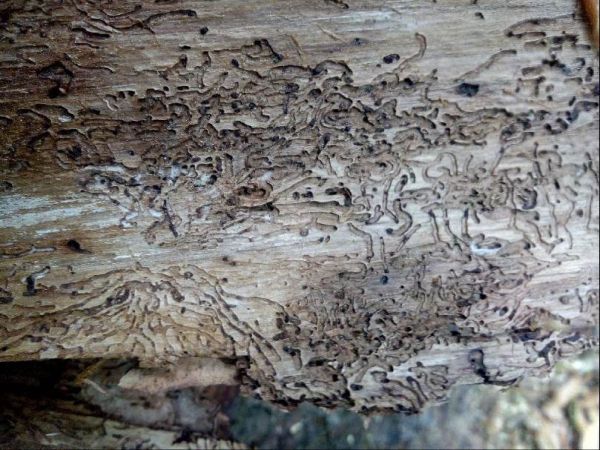 A - nejednoznačne určen&yacute;, nie sme si ist&iacute;