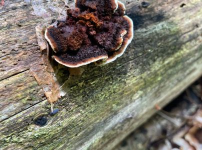 Tr&aacute;movka plotov&aacute;