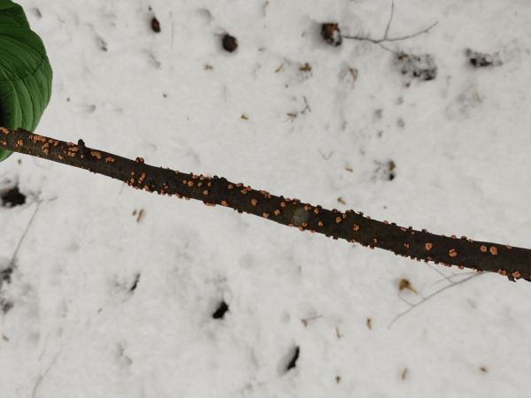 Hlivka &Scaron;arl&aacute;tov&aacute;