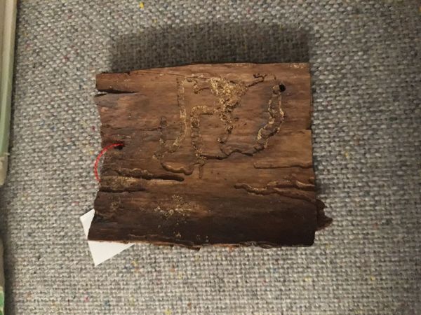 Fuz&aacute;č smrekov&yacute;