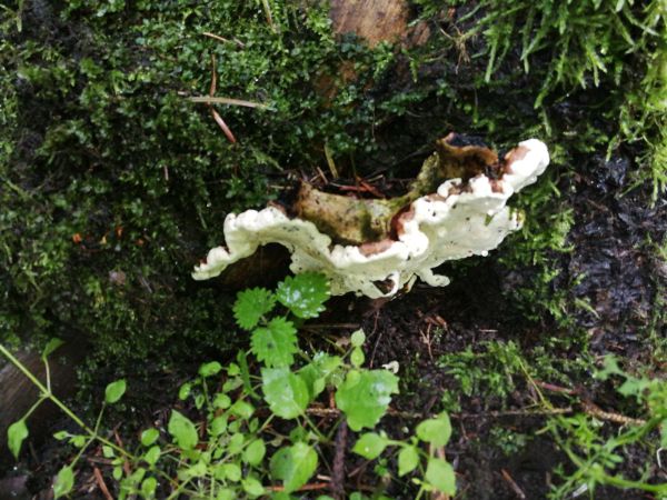 Koreňovka vrstevnat&aacute;