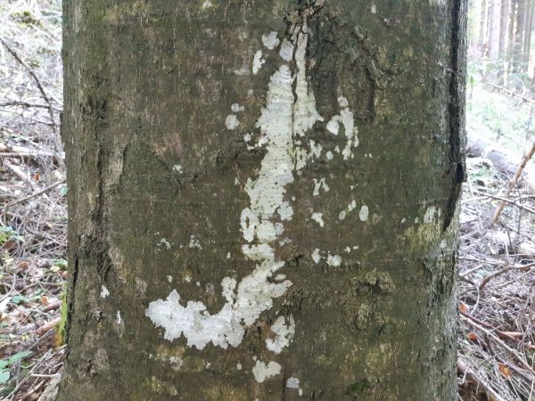 A - nejednoznačne určen&yacute;, nie sme si ist&iacute;