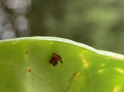 A - nejednoznačne určen&yacute;, nie sme si ist&iacute;