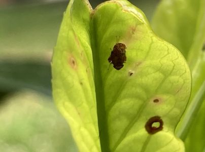 A - nejednoznačne určen&yacute;, nie sme si ist&iacute;