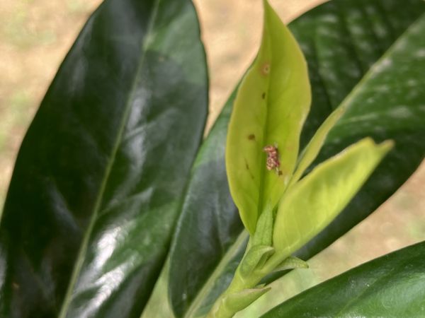 A - nejednoznačne určen&yacute;, nie sme si ist&iacute;