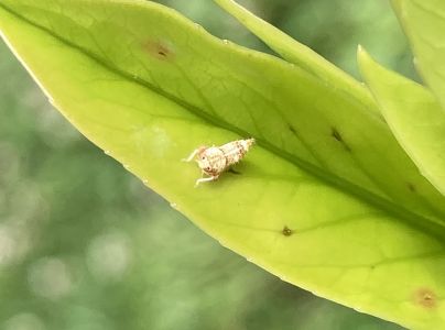 A - nejednoznačne určen&yacute;, nie sme si ist&iacute;