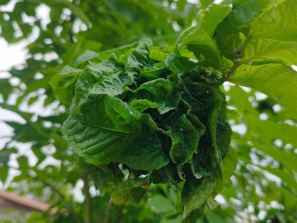 Dutin&aacute;rka orgov&aacute;nov&aacute;  