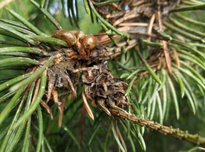 K&ocirc;rovnica zelen&aacute;