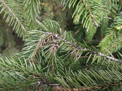 K&ocirc;rovnica zelen&aacute;