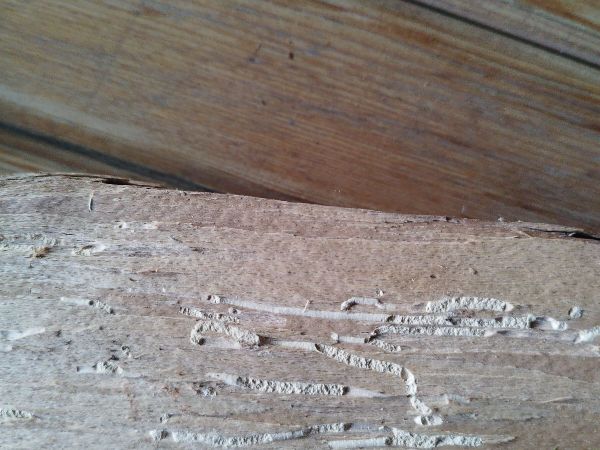 Červotoč obyčajn&yacute;