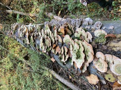 Lupeňovka brezov&aacute;