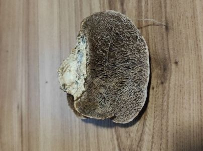 Sieťkovček červenkast&yacute;