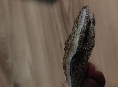 Sieťkovček červenkast&yacute;