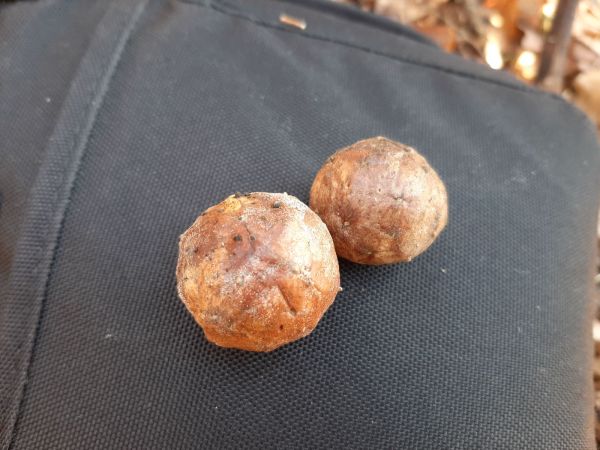 Hrčiarka Andricus hungaricus