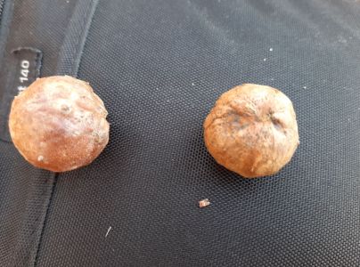 Hrčiarka Andricus hungaricus