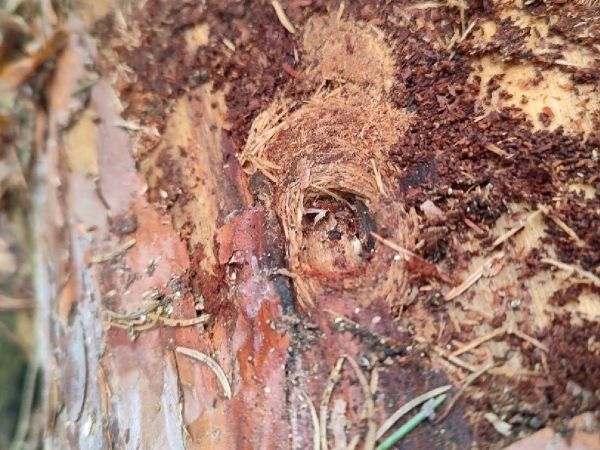 Fuz&aacute;č k&ocirc;rov&yacute;