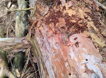 Fuz&aacute;č k&ocirc;rov&yacute;