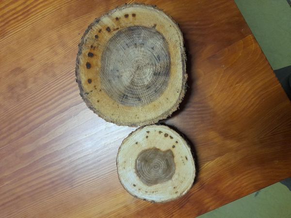 Ofiost&oacute;ma brestov&aacute;