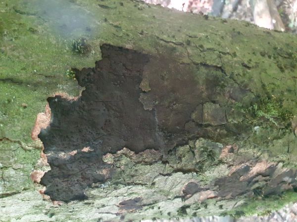 Rakovina k&ocirc;ry javora