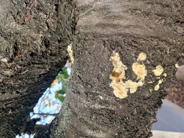 A - nejednoznačne určen&yacute;, nie sme si ist&iacute;