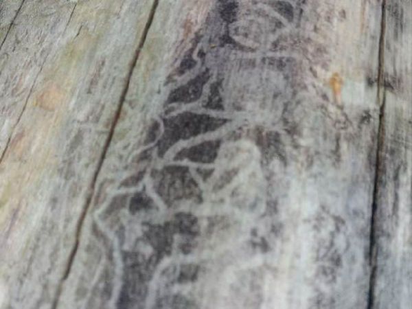 Krasoň modr&yacute;