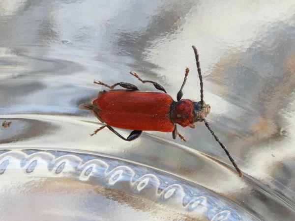 Fuz&aacute;č červen&yacute;