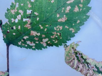 Liskavka brestov&aacute;