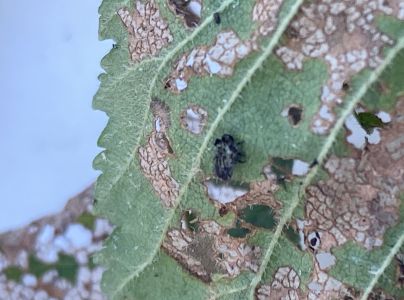 Liskavka brestov&aacute;