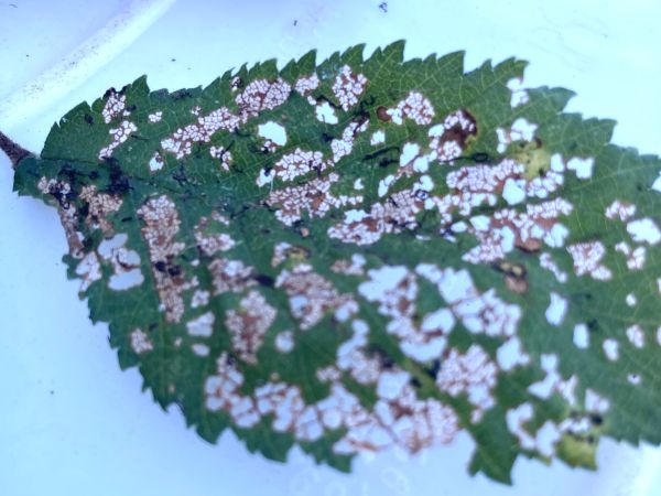 Liskavka brestov&aacute;