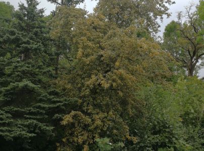 Hrdzavka hru&scaron;kov&aacute;