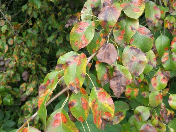 Hrdzavka hru&scaron;kov&aacute;