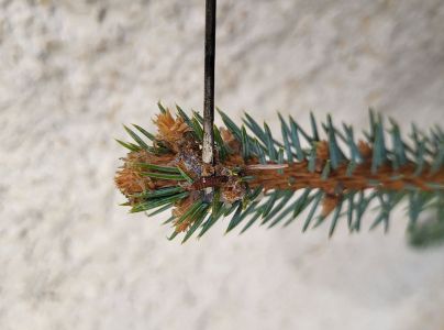 Plodokaz praslenov&yacute;