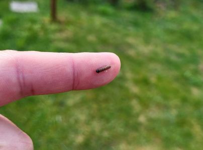 Plodokaz praslenov&yacute;