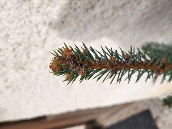 Plodokaz praslenov&yacute;