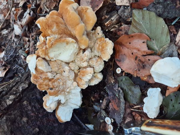 A - nie je v datab&aacute;ze