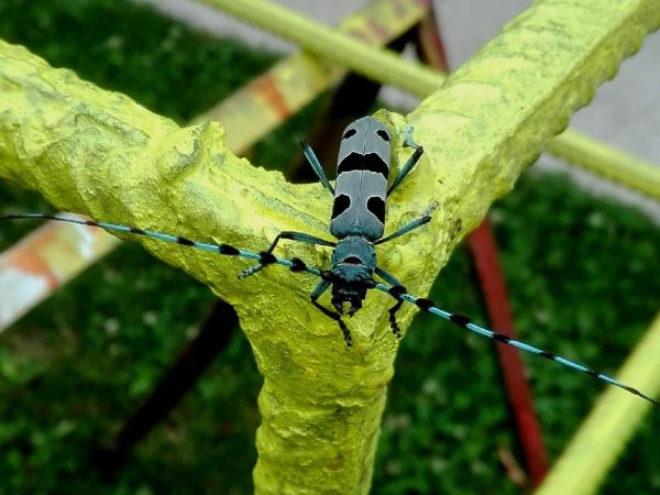 Fuz&aacute;č alpsk&yacute;