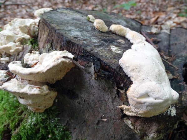 &Scaron;ťavnatec smrekov&yacute;