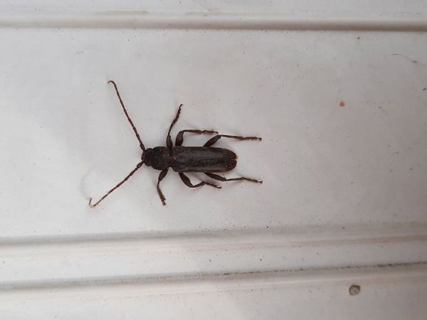 A - nejednoznačne určen&yacute;, nie sme si ist&iacute;