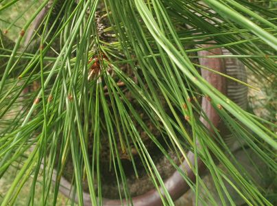 Červen&aacute; sypavka borov&iacute;c