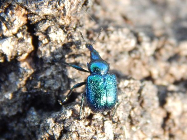 Nos&aacute;nik topoľov&yacute;