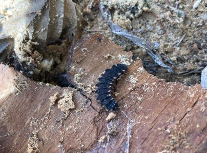 A - nie je v datab&aacute;ze